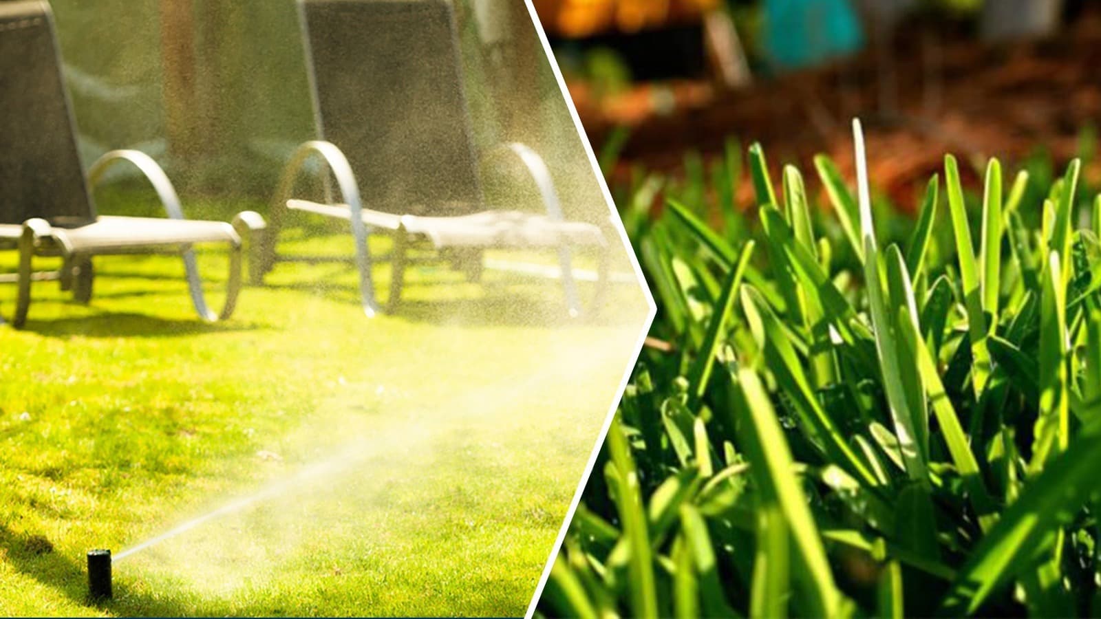 Summer Maintenance Tips St. Augustine