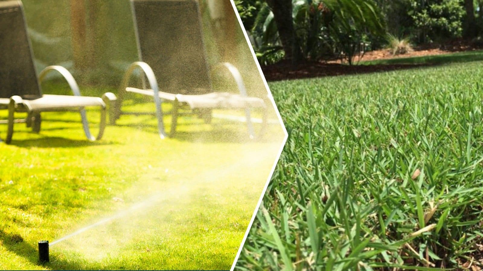Summer Maintenance Tips For Your Zoysia Lawn