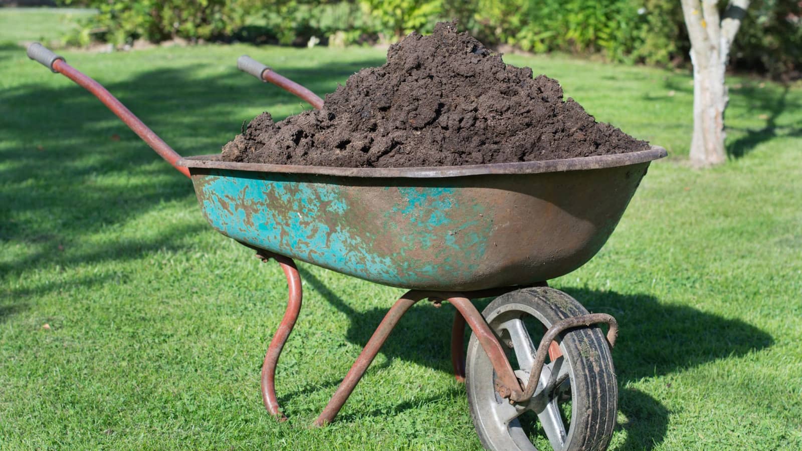 Compost Top Dress Lawn Wheelbarrow