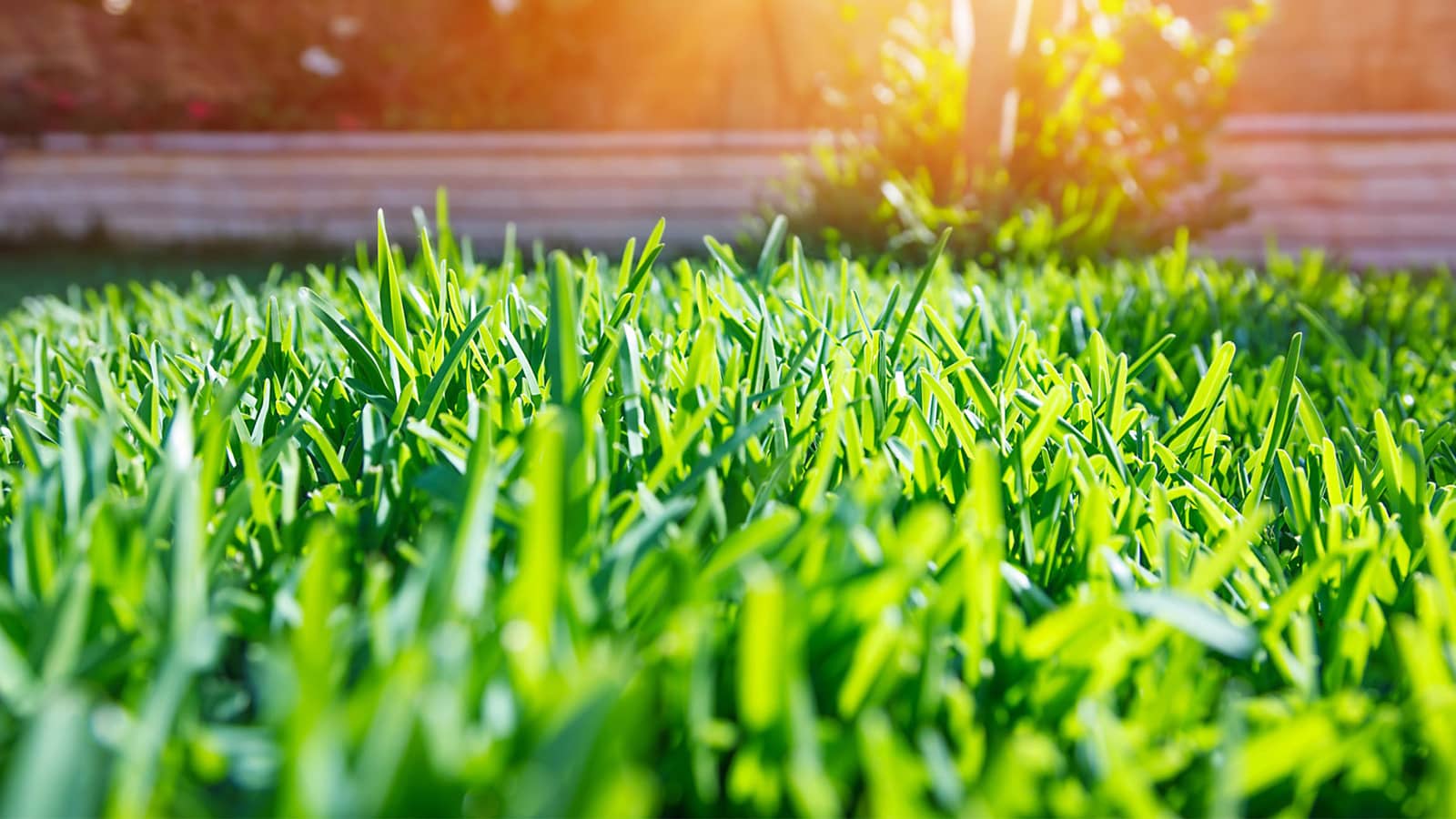 Grass Blades In Summer Heat Sunshine Lawn