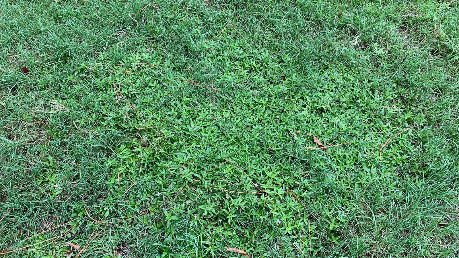 Bermuda Grass Weed Control