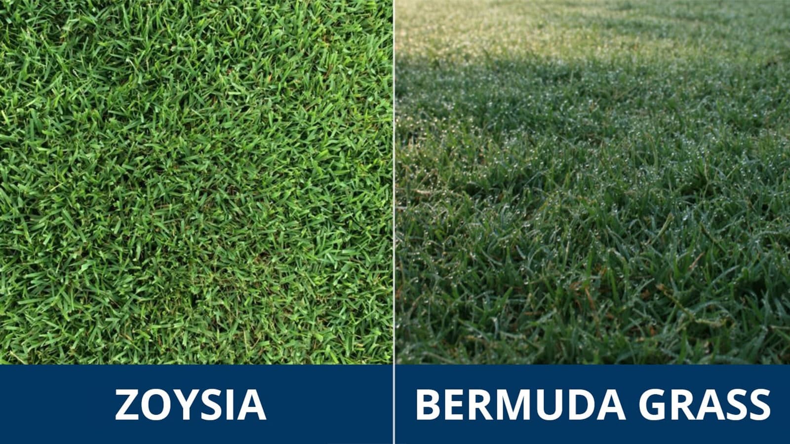 Zoysia Versus Bermuda Grass Turf Wars