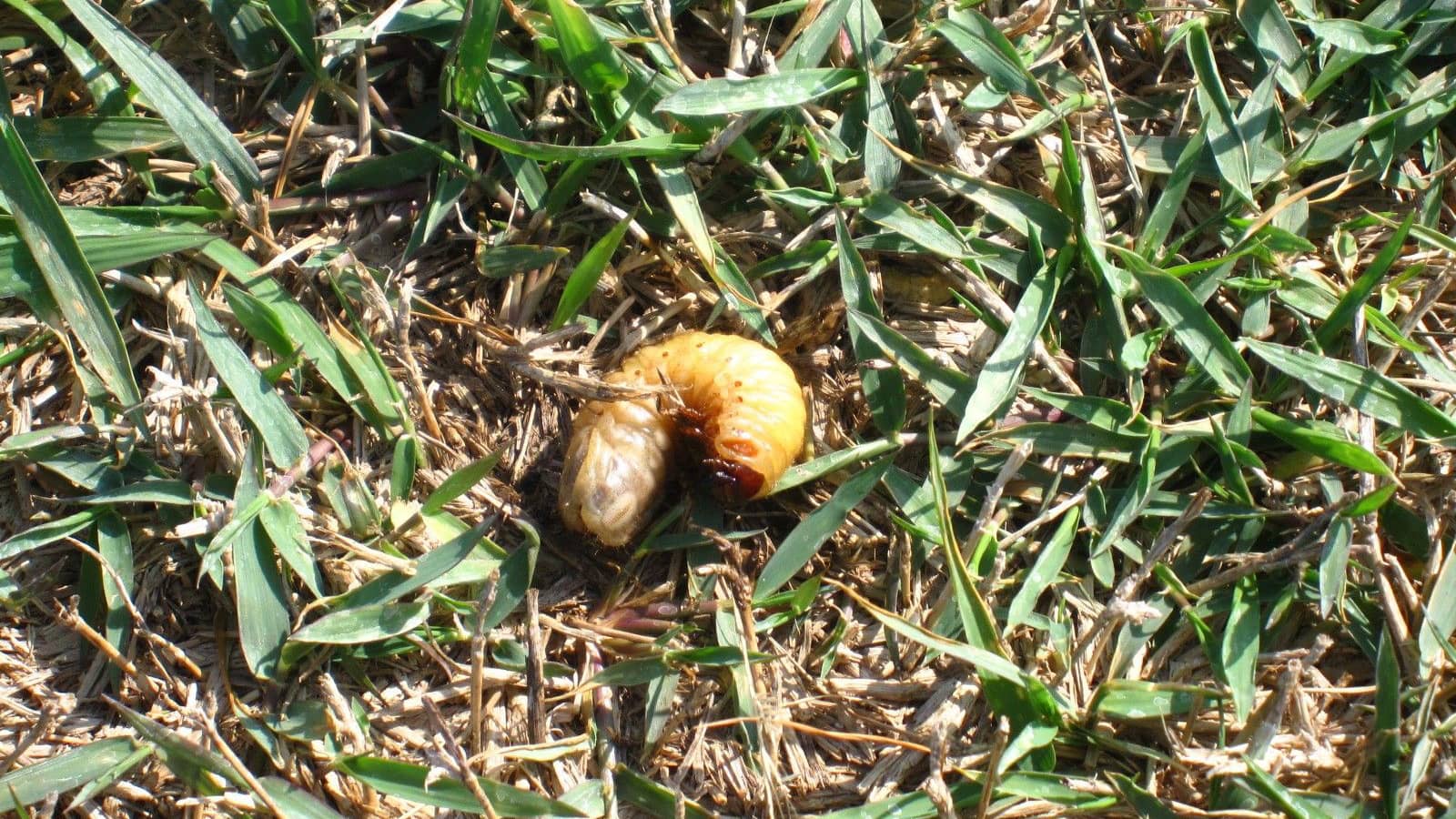Grub worm in grass