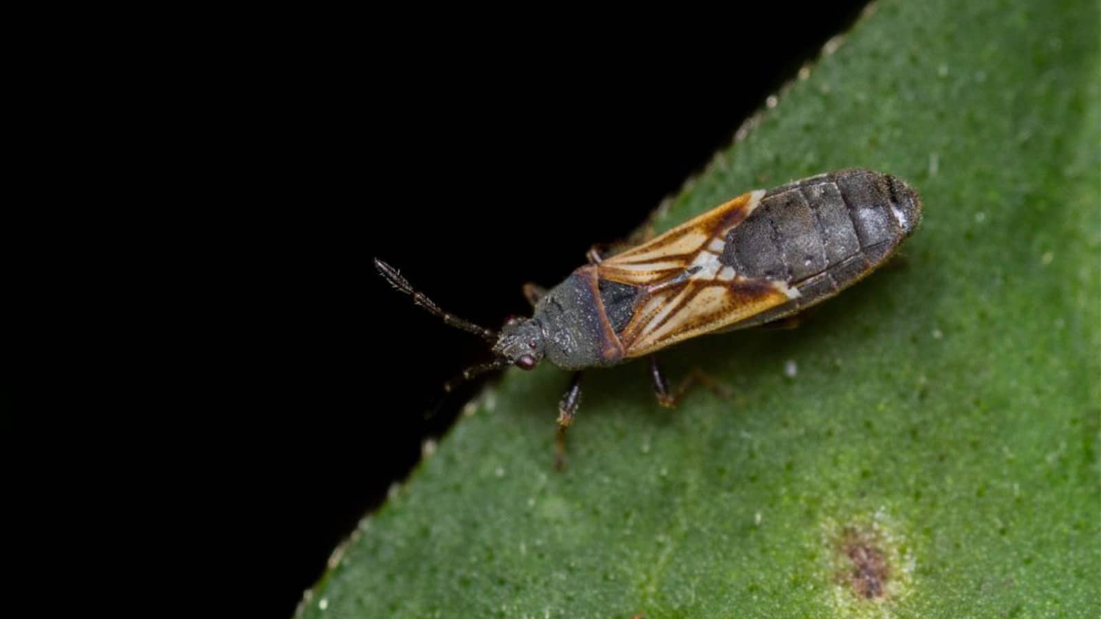 chinch bug