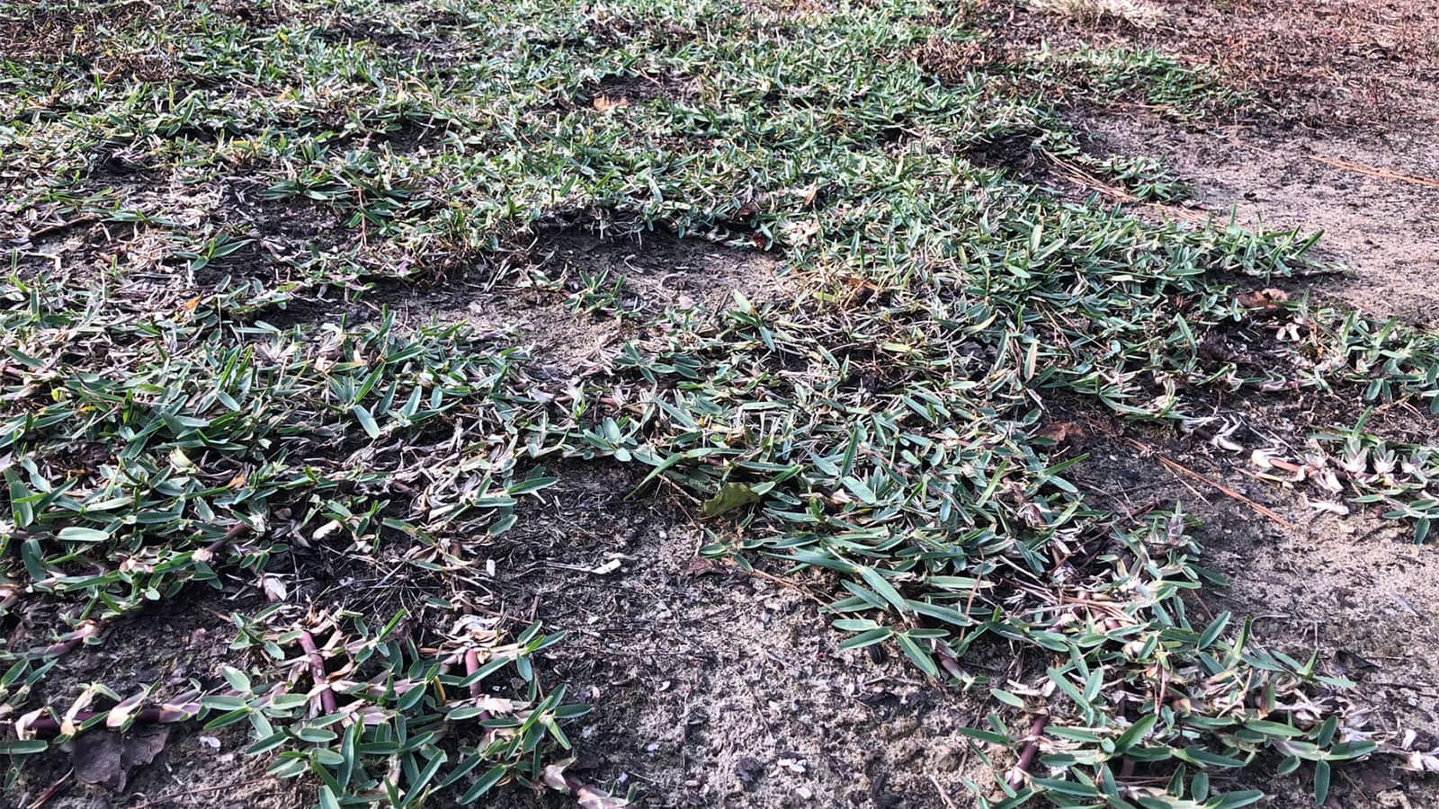 How To Make Grass Plugs Spread Faster