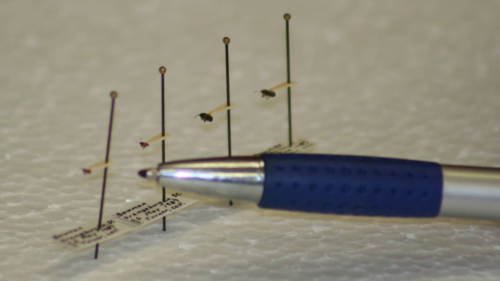 Chinch Bug And Pen Size Comparison