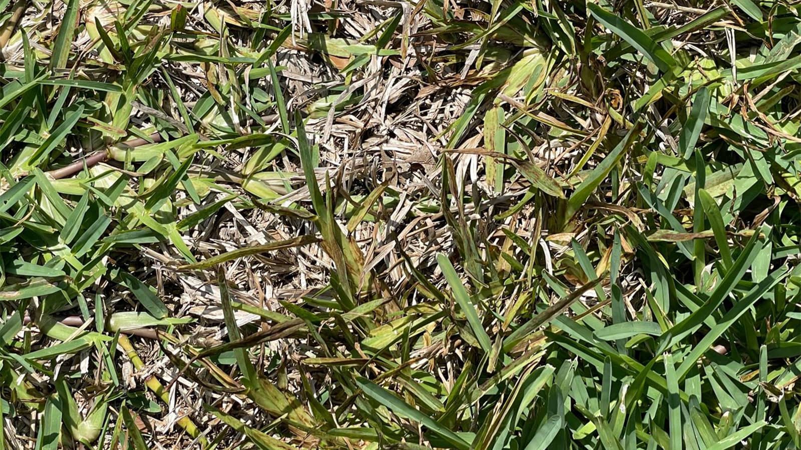 Lethal Viral Necrosis Home Lawn