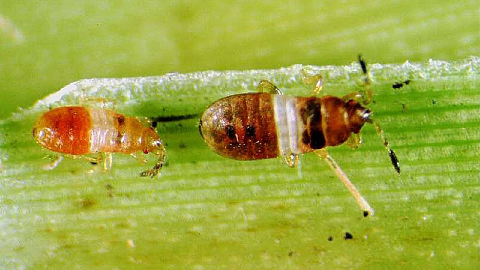 Chinch Bugs Close Up