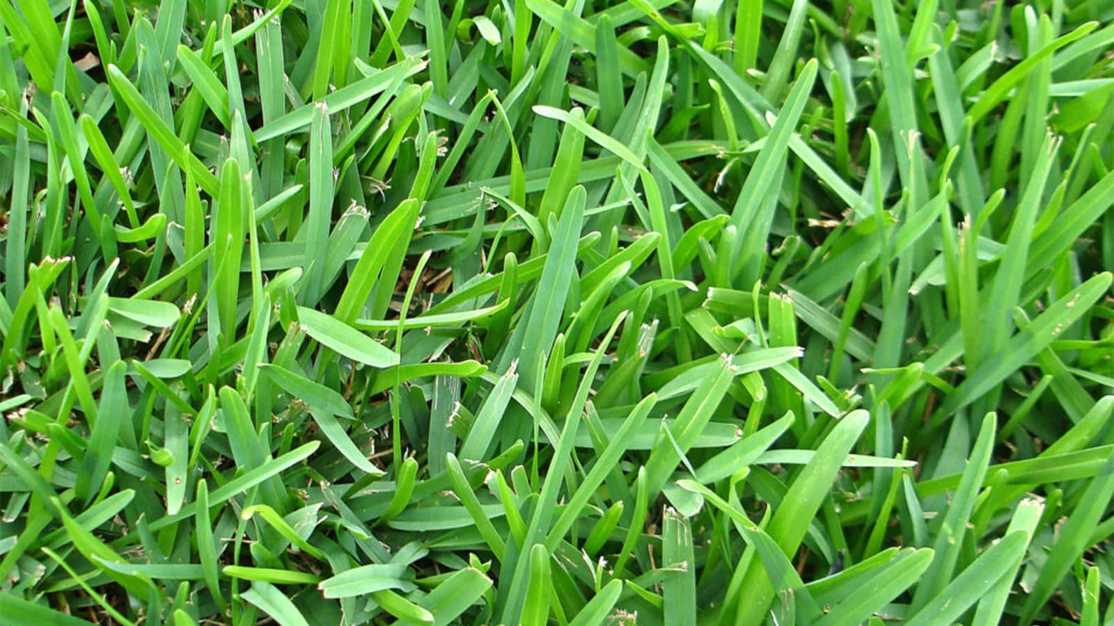 St Augustine Sod Close Up Grass Blades