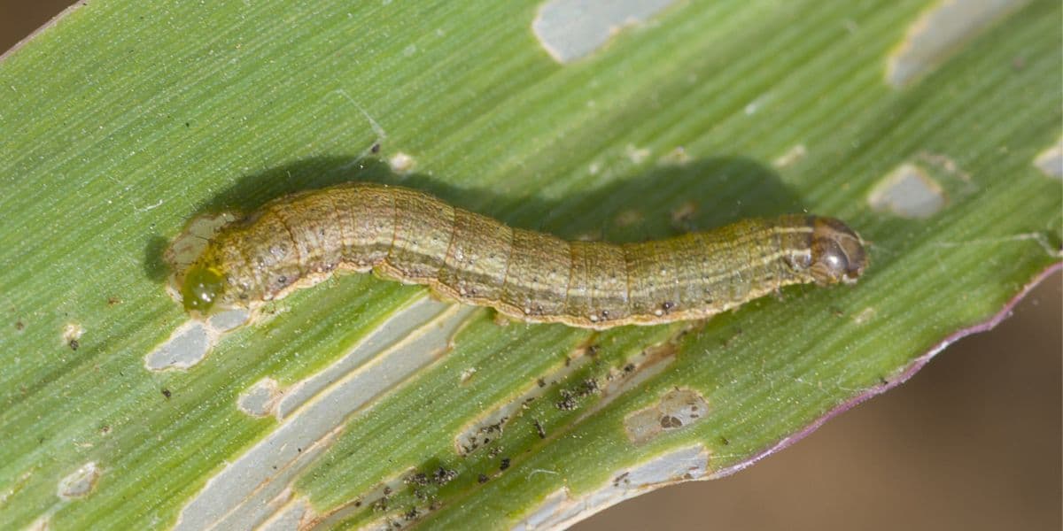 sod webworm