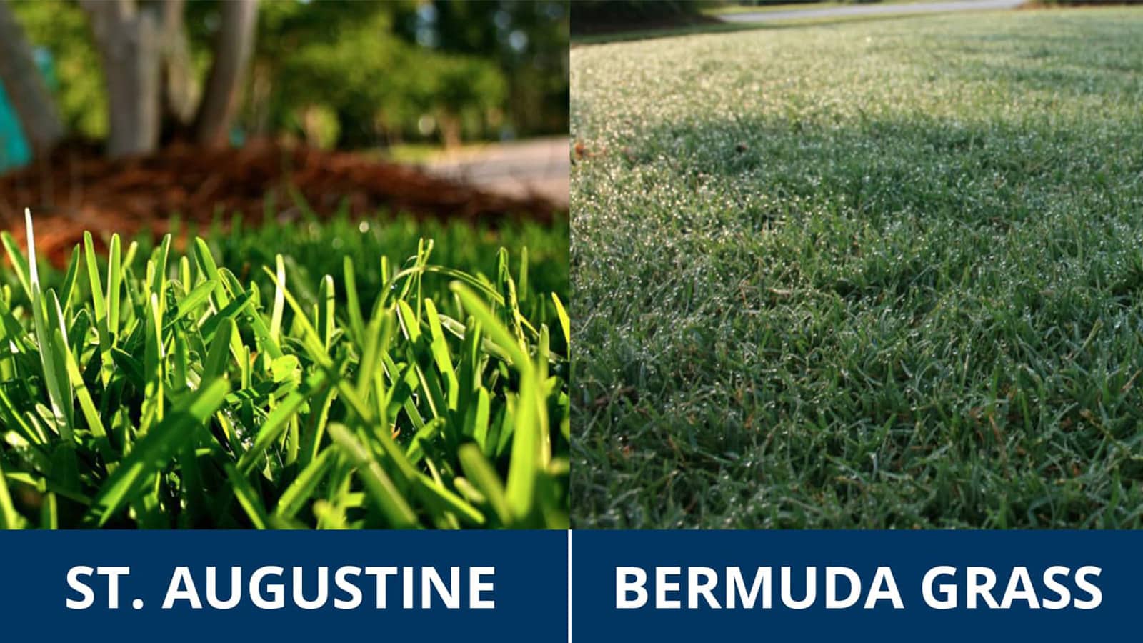 St. Augustine vs. Bermuda Grass