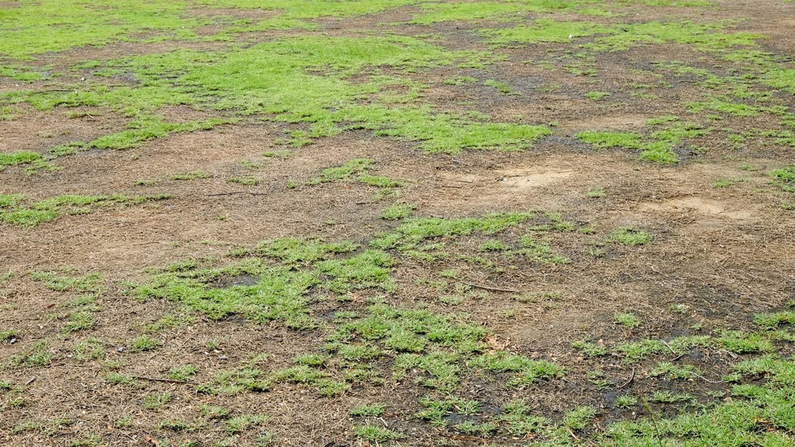 How to Bring Back a Disaster Lawn