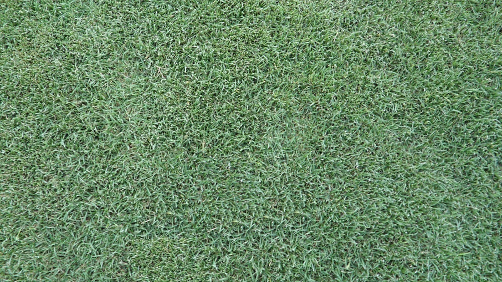 Celebration Bermudagrass