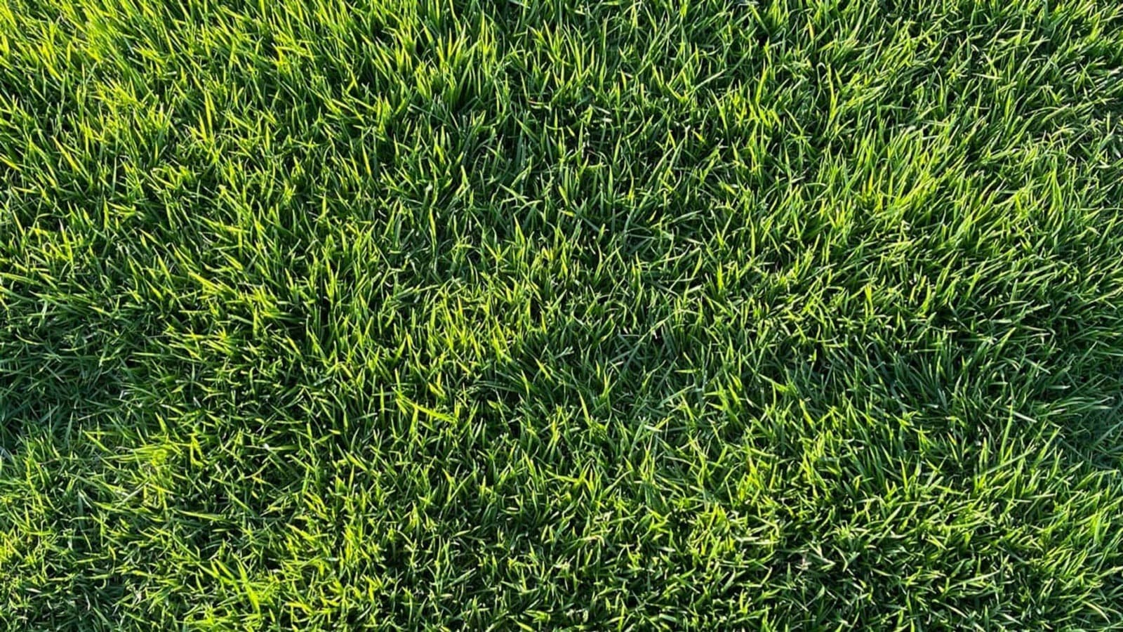 How-to-Make-Your-Grass-Greener