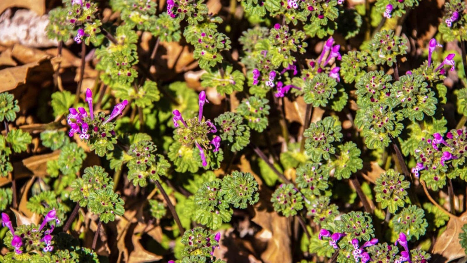 Top View Of Henbit