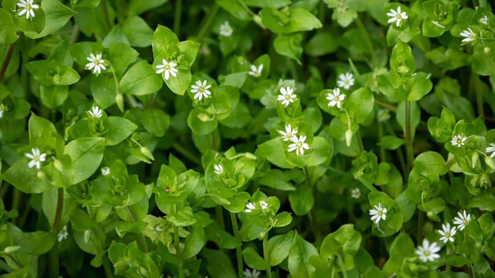 How to Remove Common Chickweed From Your Lawn