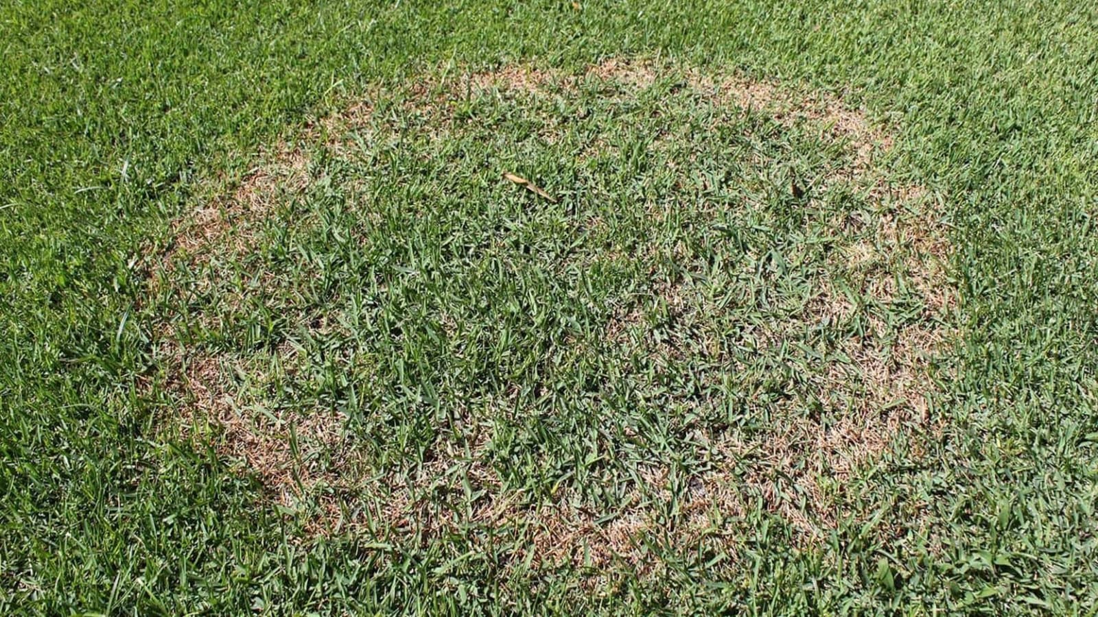 The Best Disease Control Solutions for Home Lawns