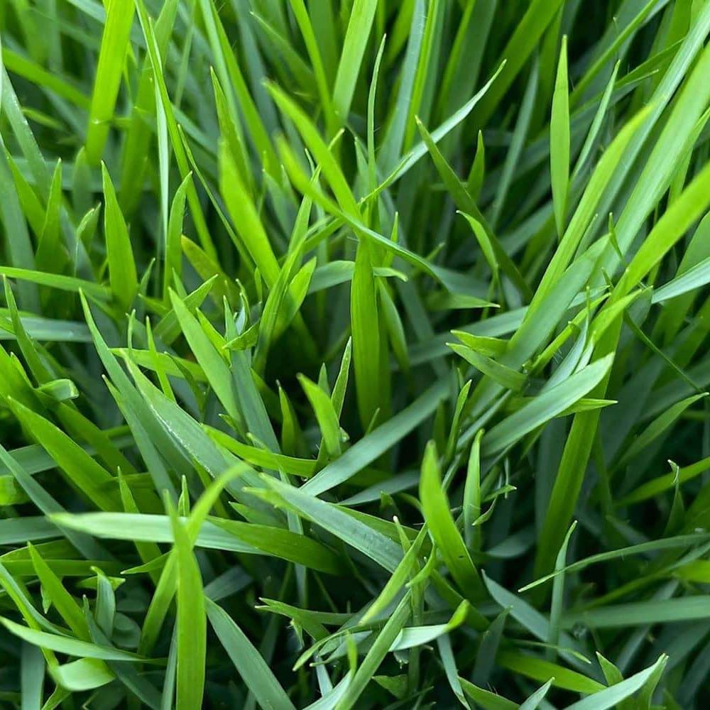 Brazos Zoysiagrass close-up
