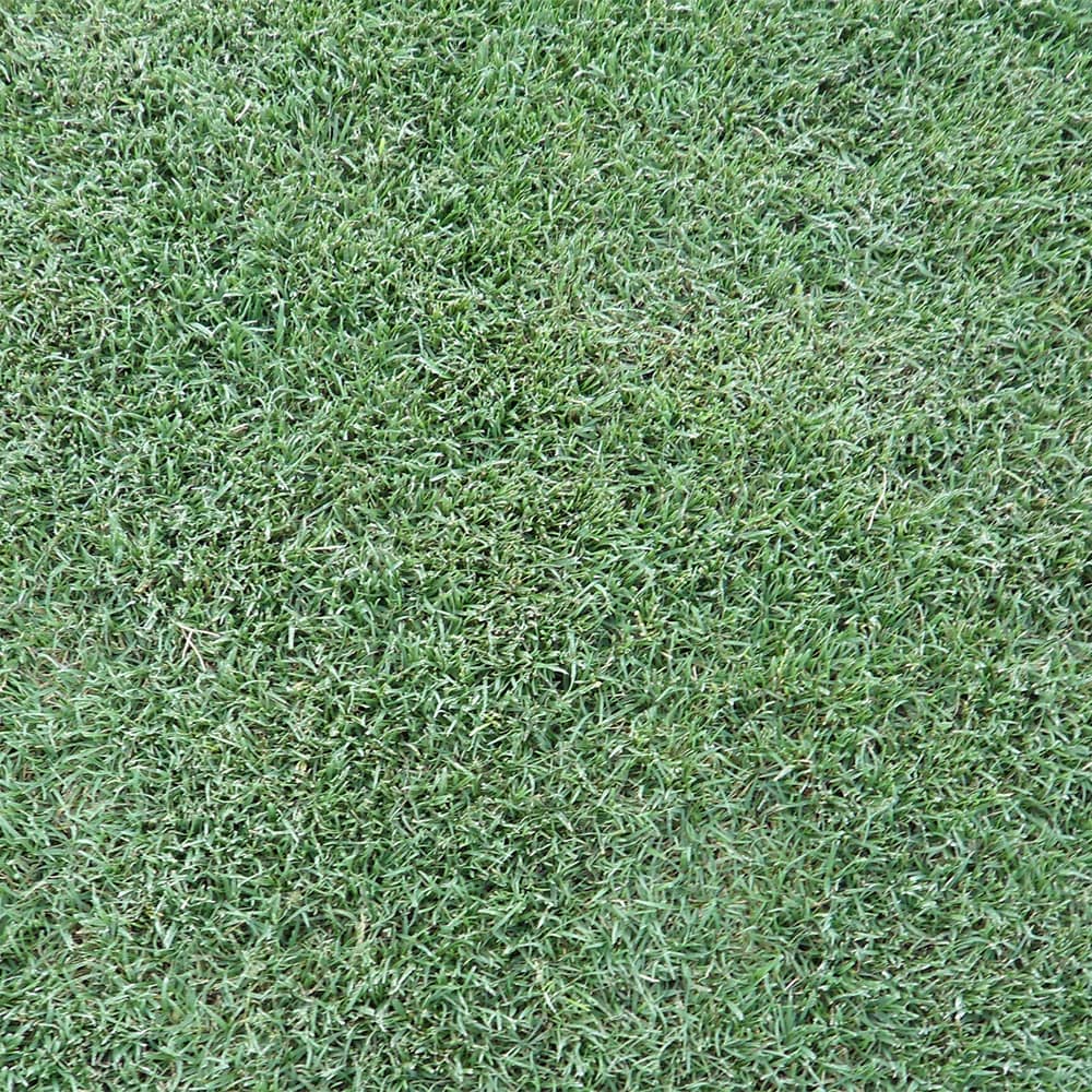 Celebration Bermudagrass top view
