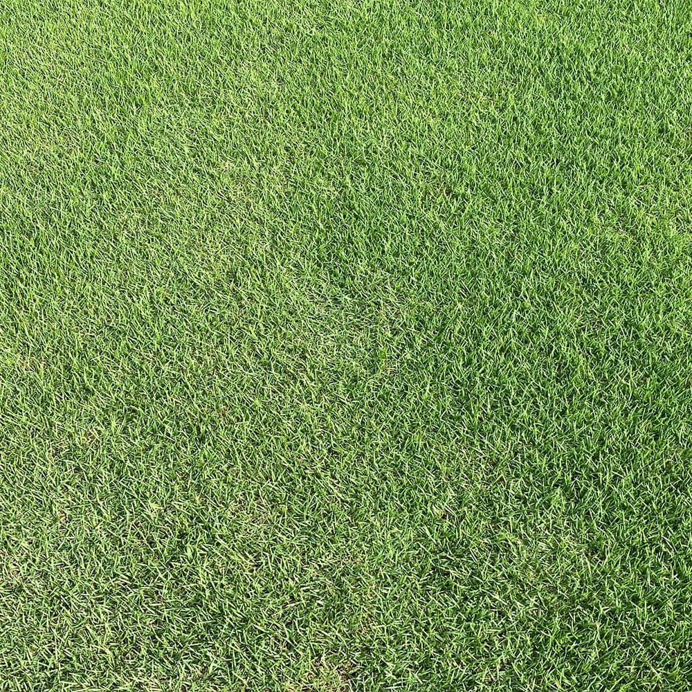 CitraZoy Zoysia Grass Sod