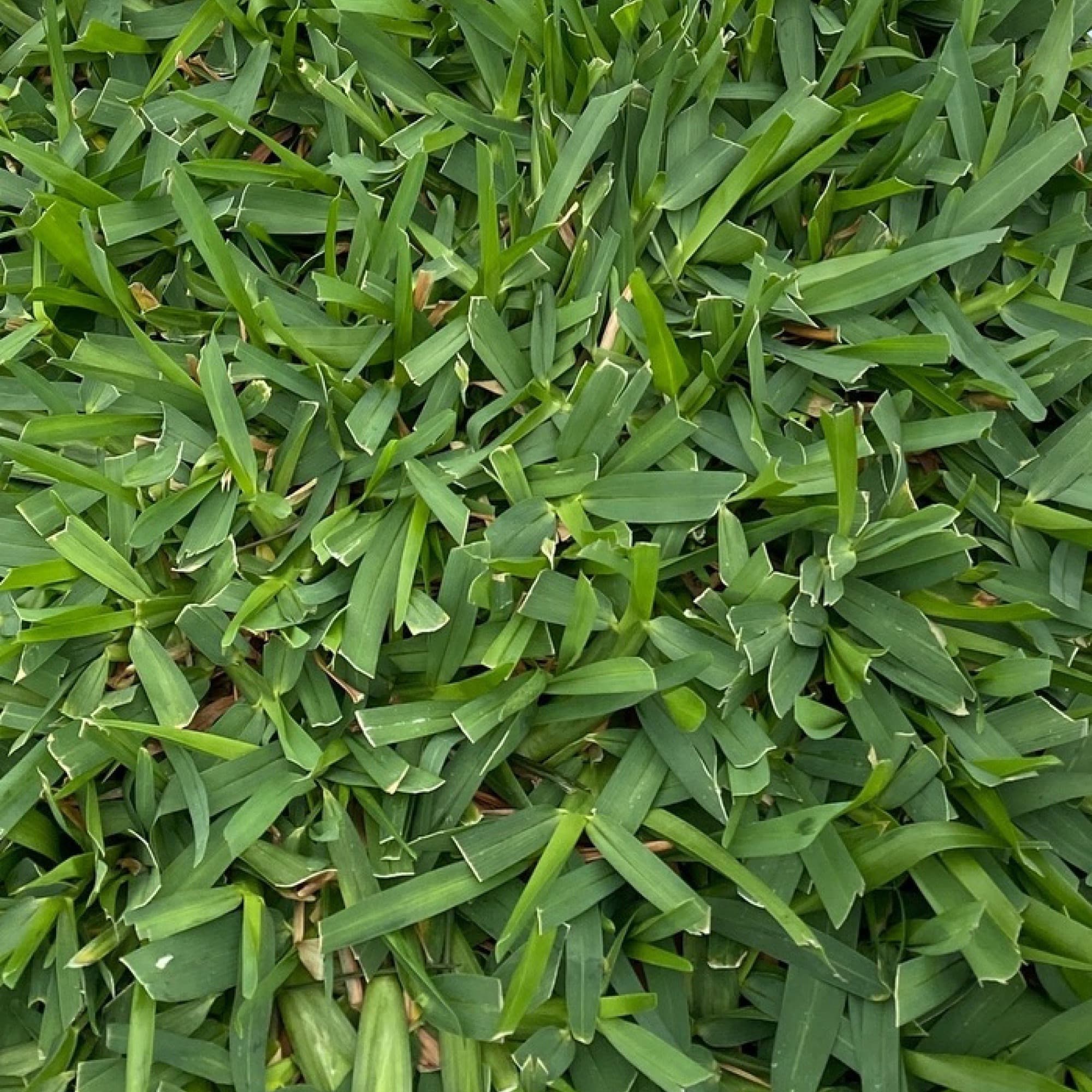 Cobalt St. Augustine grass sod