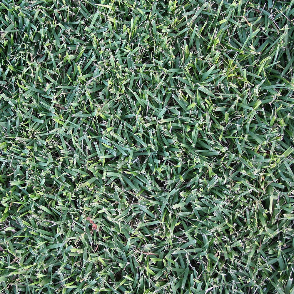 Empire Zoysia grass top view