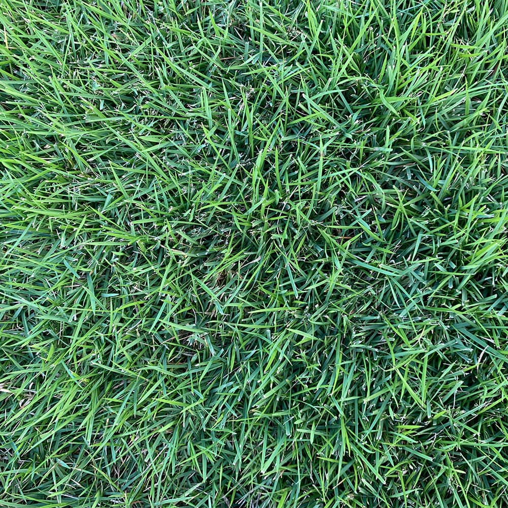 geo zoysia grass top view