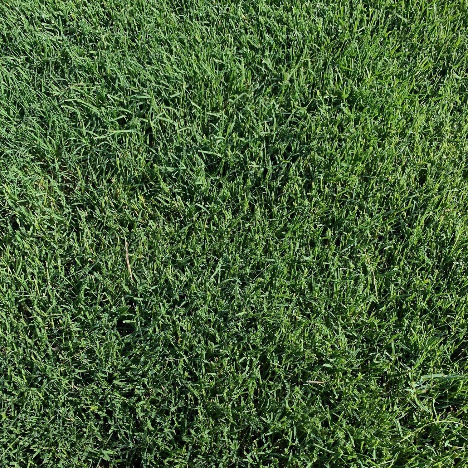HighPoint Bermudagrass top view close-up
