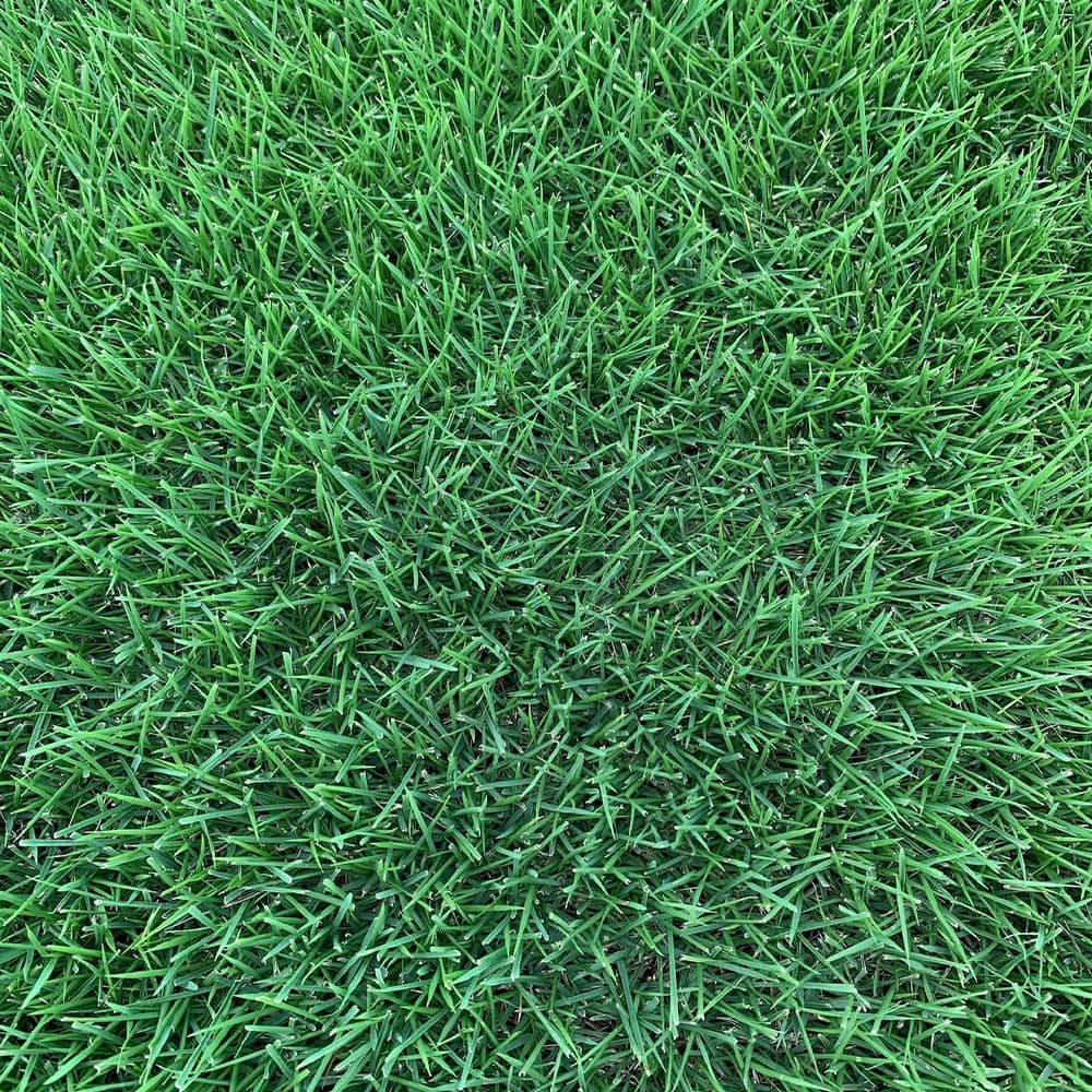 Innovation Zoysia Grass Sod