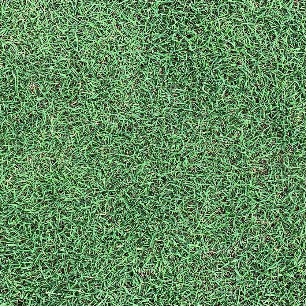 Latitude 36 Bermuda Grass Top View Close Up