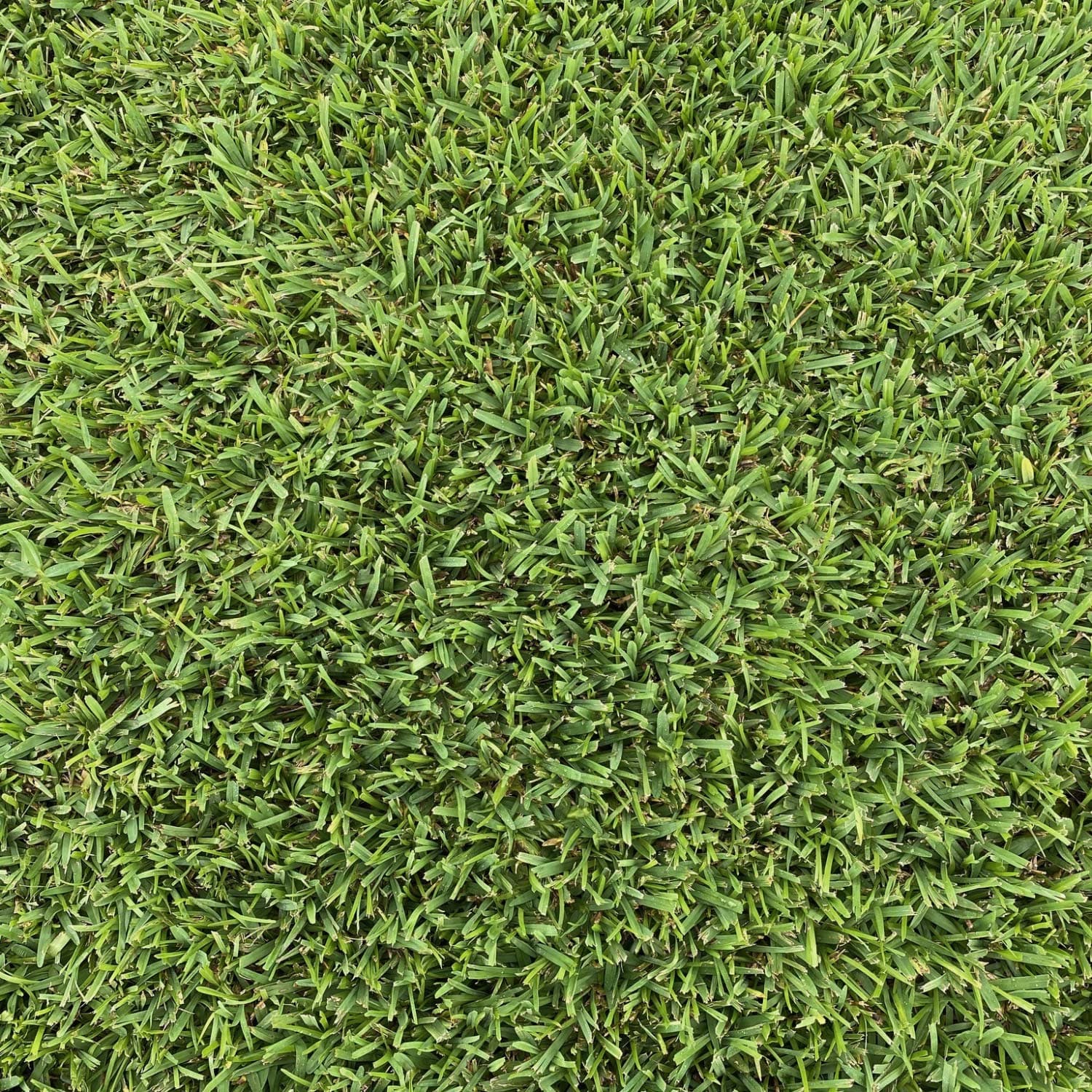 Lobo® Zoysiagrass