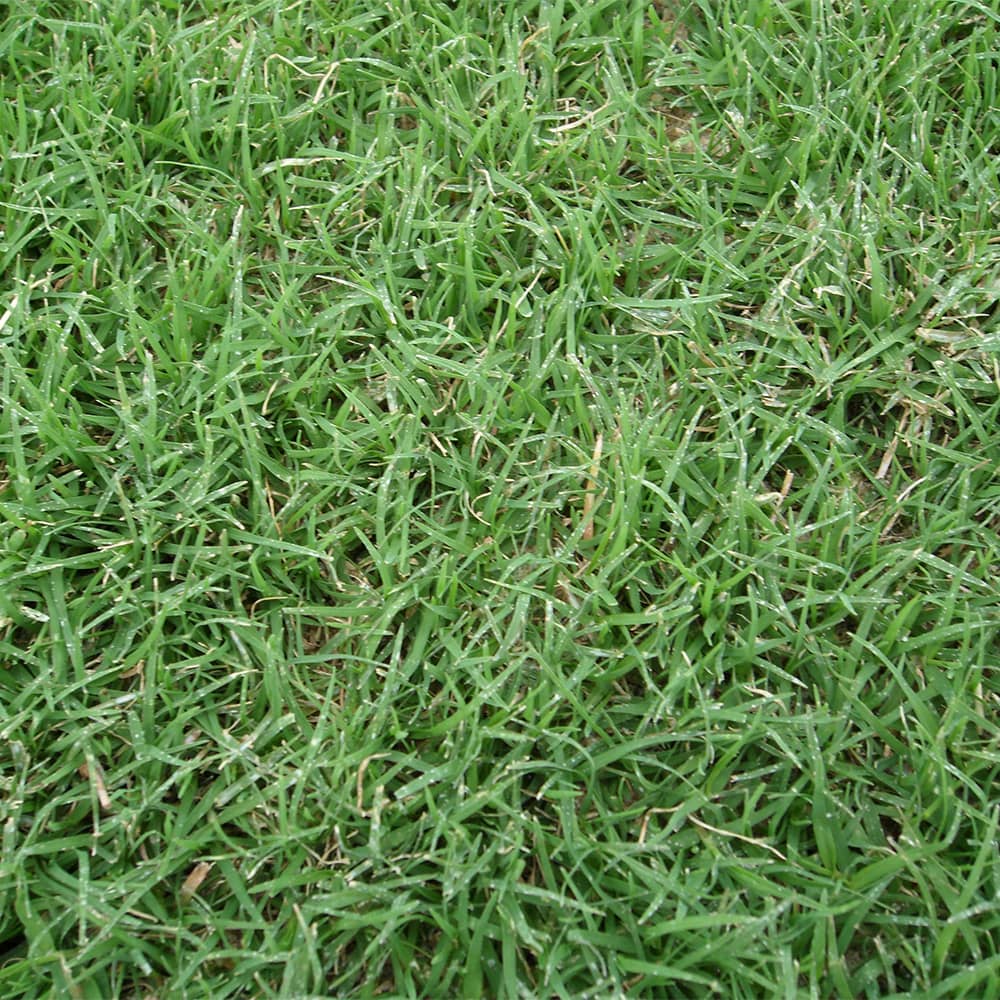 NorthBridge bermudagrass top view close up
