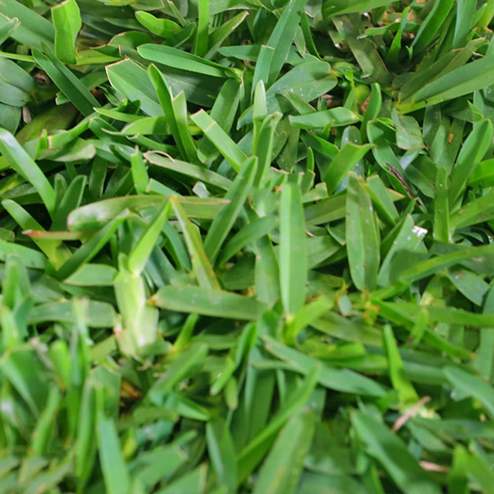 Palmetto St Augustine grass close up top view