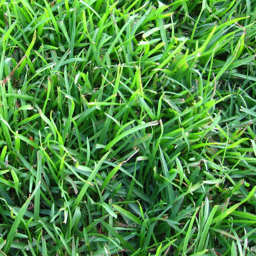 Santee Centipede Grass Close Up