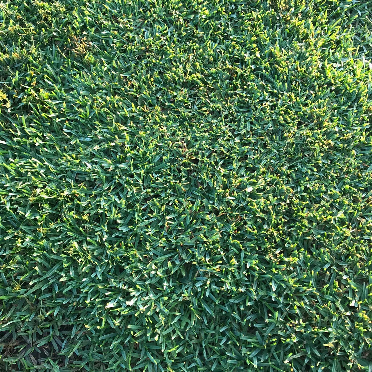 Sola St. Augustine Grass Sod